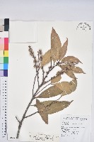 藏品(三斗石櫟)的圖片