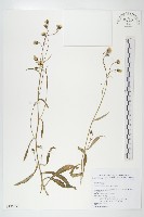 藏品(森氏山柳菊)的圖片