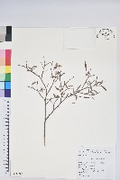 藏品(毛蕊花)的圖片