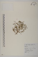 藏品(石胡荽、吐金草)的圖片