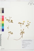 藏品(蓬萊毛茛)的圖片