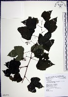 藏品(漢氏山葡萄)的圖片