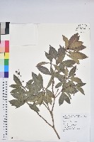 藏品(臺灣馬醉木)的圖片