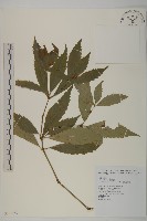 藏品(草珊瑚、紅果金粟蘭)的圖片