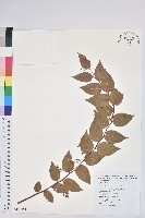 藏品(白珠樹)的圖片