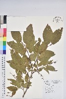 藏品(南燭)的圖片