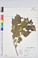 藏品(白臼)的圖片