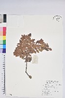 藏品(老鴉炮)的圖片