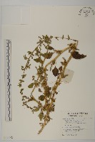 藏品(千針莧)的圖片