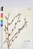 藏品(杜仲)的圖片