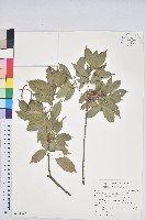 藏品(油葉石櫟)的圖片