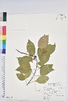 藏品(白臼)的圖片