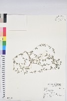 藏品()的圖片