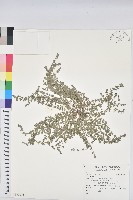 藏品()的圖片
