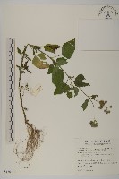 藏品(紫花霍香薊)的圖片