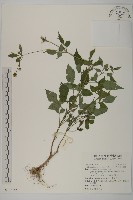 藏品(小白花鬼針)的圖片