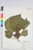 藏品(野桐)的圖片