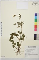 藏品(辣子草、揚子毛茛)的圖片