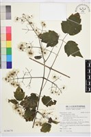 藏品(串鼻龍)的圖片