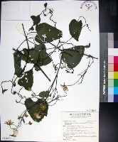 藏品(黃氏鐵線蓮)的圖片