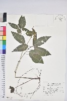 藏品(山靛)的圖片