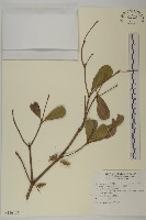 藏品(小葉欖仁)的圖片