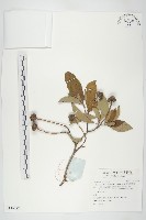 藏品(頭狀四照花)的圖片