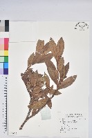 藏品(老鴉炮)的圖片