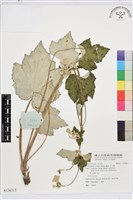 藏品(草玉梅)的圖片