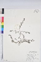 藏品(伏生大戟)的圖片