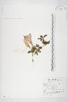 藏品(番仔藤)的圖片