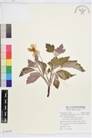 藏品(小白頭翁、野棉花)的圖片