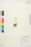 藏品(五葉黃連)的圖片