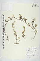 藏品(天蓬草舅)的圖片