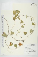 藏品(白花牽牛)的圖片