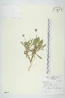 藏品(天人菊)的圖片