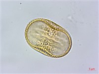 藏品(密毛爵床、澎湖爵床)的圖片