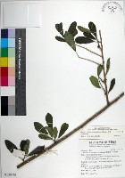 藏品(柘樹)的圖片