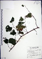 藏品(漢氏山葡萄)的圖片