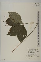 藏品(臺灣及己)的圖片