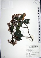 藏品(樹杞)的圖片