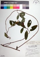 藏品(寶島玉葉金花)的圖片