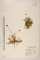 藏品(香茹)的圖片