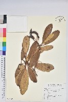 藏品(亮葉杜鵑)的圖片