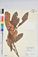 藏品(鐮果杜鵑)的圖片