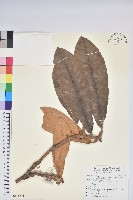 藏品(鐮果杜鵑)的圖片