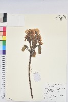 藏品(油桐)的圖片