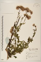 藏品()的圖片