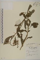 藏品()的圖片