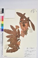 藏品(光柱杜鵑)的圖片